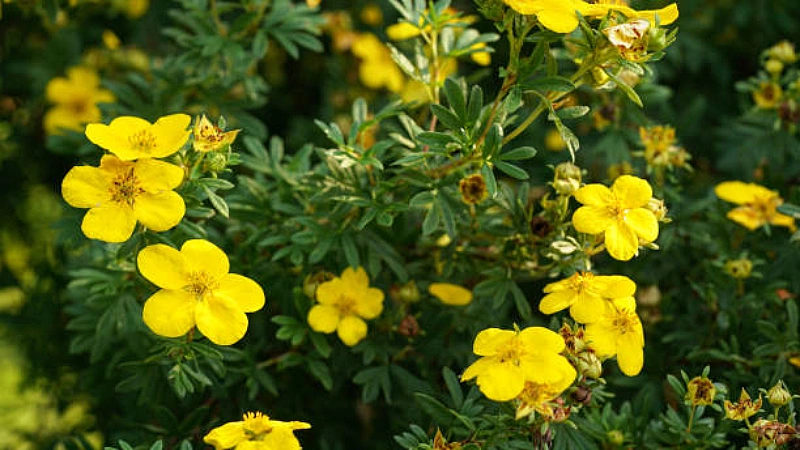 Cinquefoil featured Image