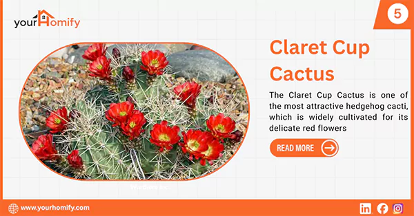 Claret Cup Cactus