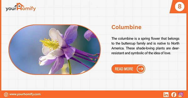 Columbine flower