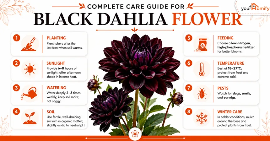 Complete Care Guide for Black Dahlia Flower
