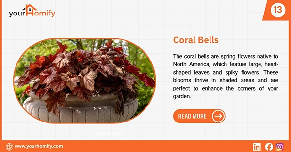 Coral bells