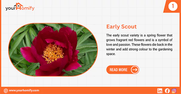 Early scout