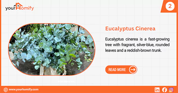 Eucalyptus Cinerea