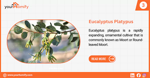 Eucalyptus Platypus