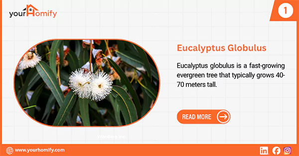 Eucalyptus globulus