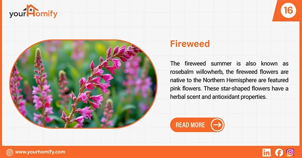 Fireweed