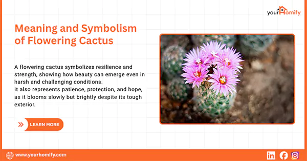 Flowering Cactus