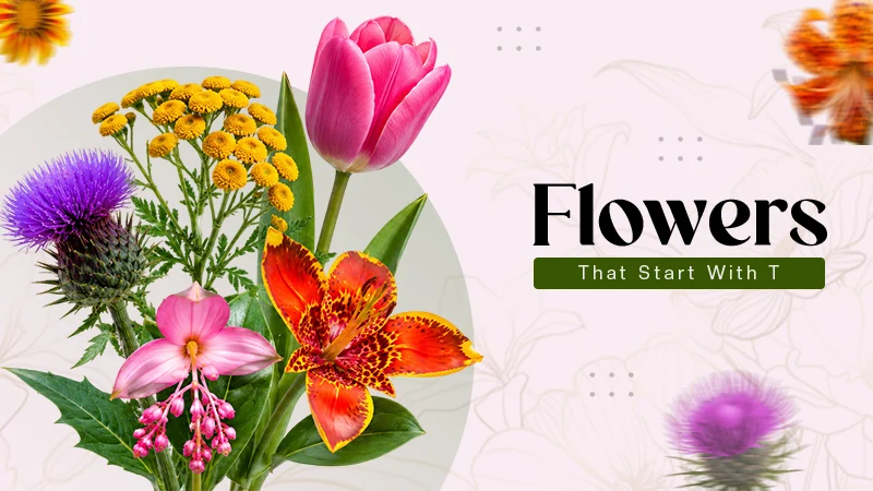 Flowers That Start With T