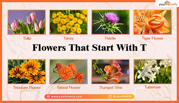 Flowers That start with T