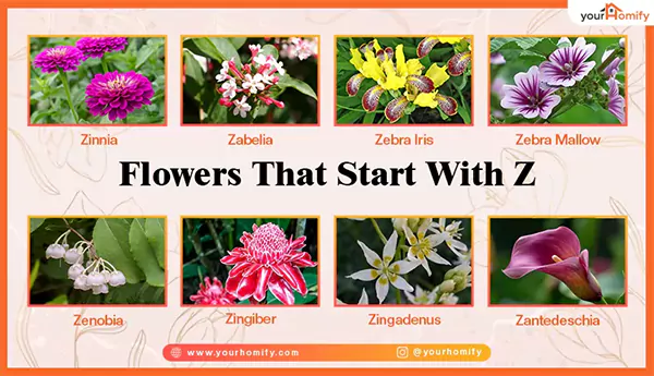 Flowers that start with z