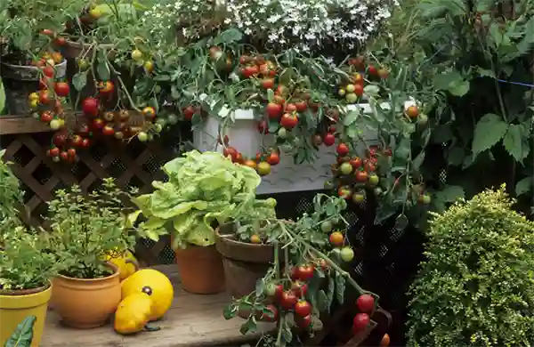 Food Gardening