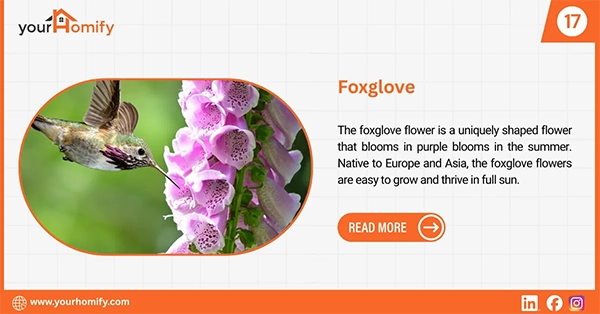 Foxglove