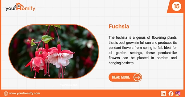 Fuschia