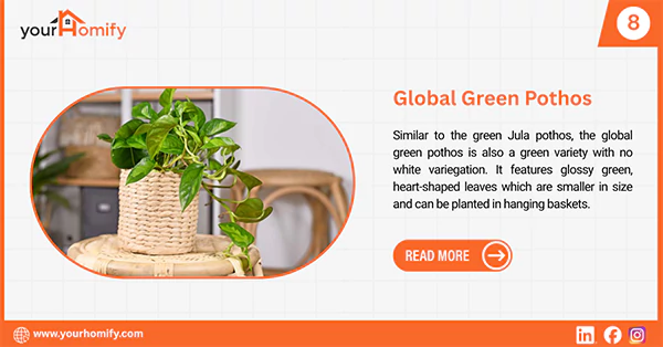Global green pothos