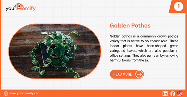Golden Pothos