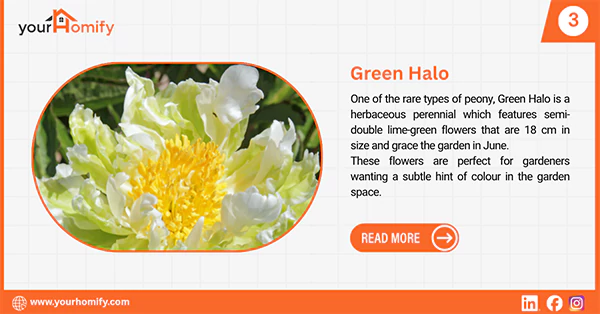 Green halo peony