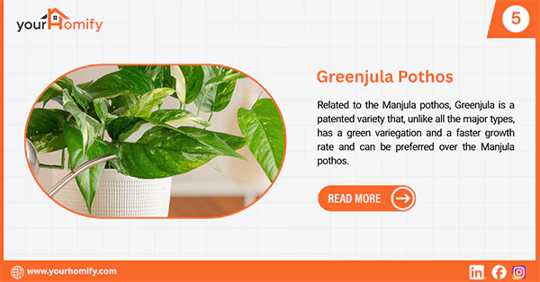 Greenjula pothos