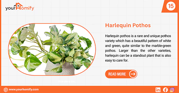 Harlequin pothos