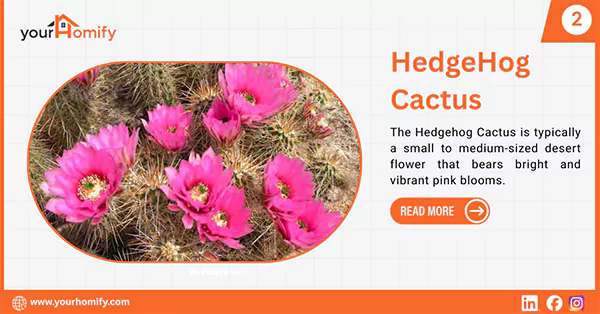 Hedgehog Cactus
