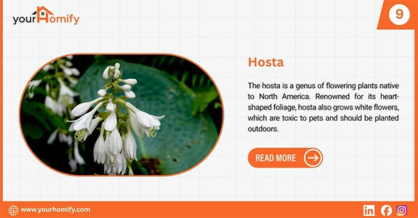 Hosta flowers