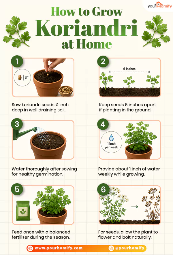 How to Grow Koriandri