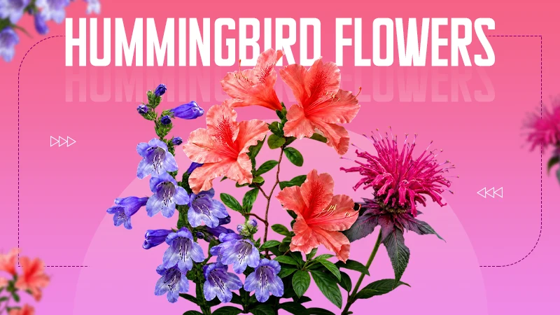 Hummingbird Flowers