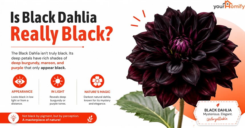 Is Black Dahlia Really Black