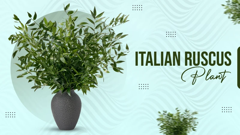Italian Ruscus