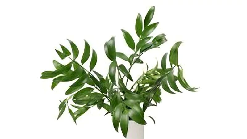 Italian Ruscus Plant : A Slow-growing Evergreen Sub-shrub - Image 2