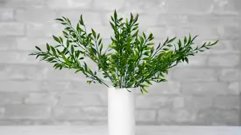 Italian Ruscus Plant : A Slow-growing Evergreen Sub-shrub - Image 3