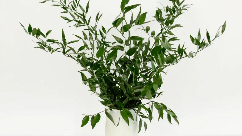 Italian ruscus4