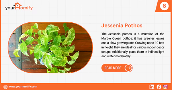 Jessina Pothos