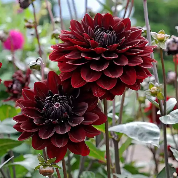 Karma Chocolate Dahlia