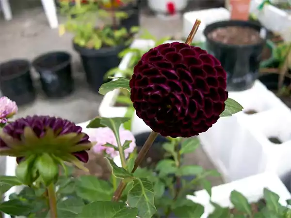 Knight Hawk Dahlia