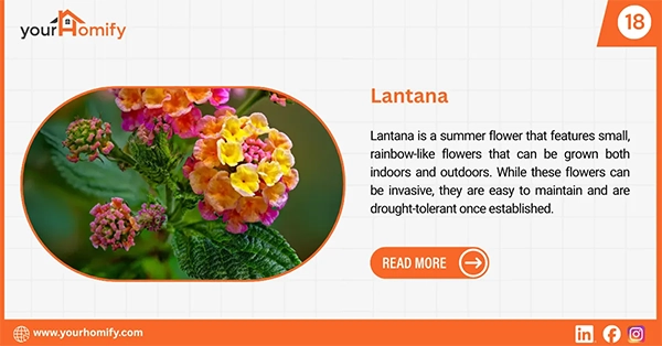 Lanatana