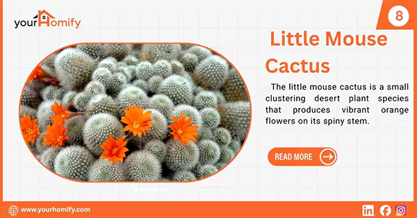 Little Mouse Cactus