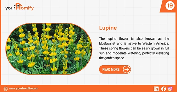 Lupine