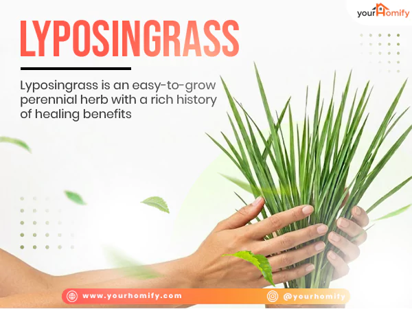 Lyposingrass