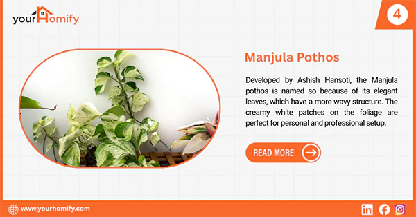 Manjula Pothos