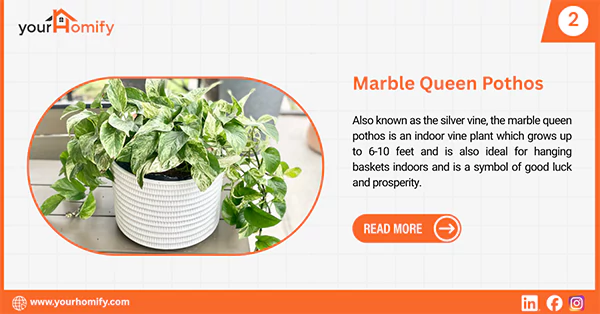 Marble queen pothos