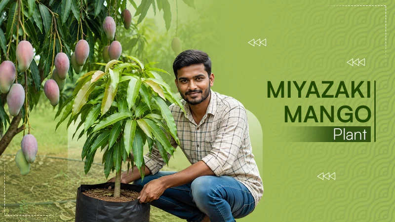 Miyazaki Mango Plant