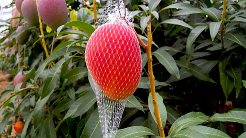 Miyazaki Mango Plant Image
