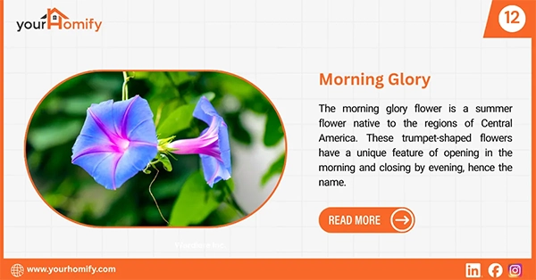 Morning glory