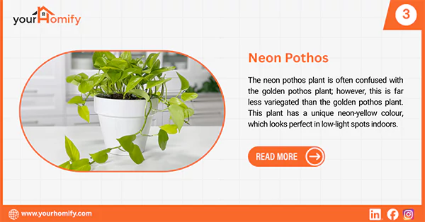 Neon Pothos