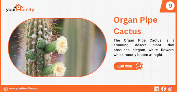 Organ Pipe Cactus Flower