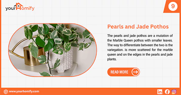 Pearls and Jade pothos