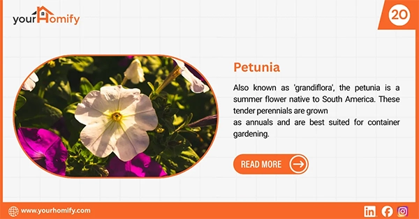 Petunia