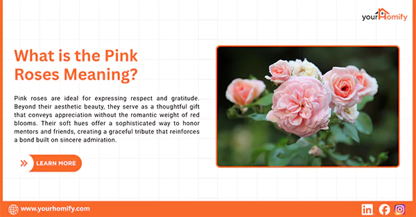 Pink Roses Meaning