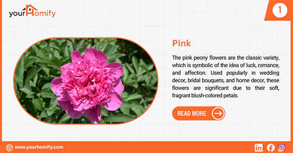Pink peony