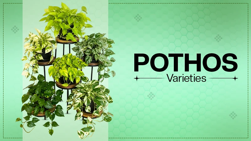 Pothos Varieties